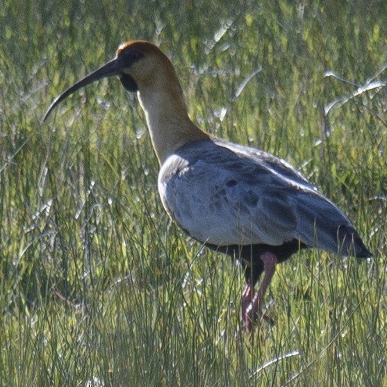 Black-faced Ibis - ML631744505