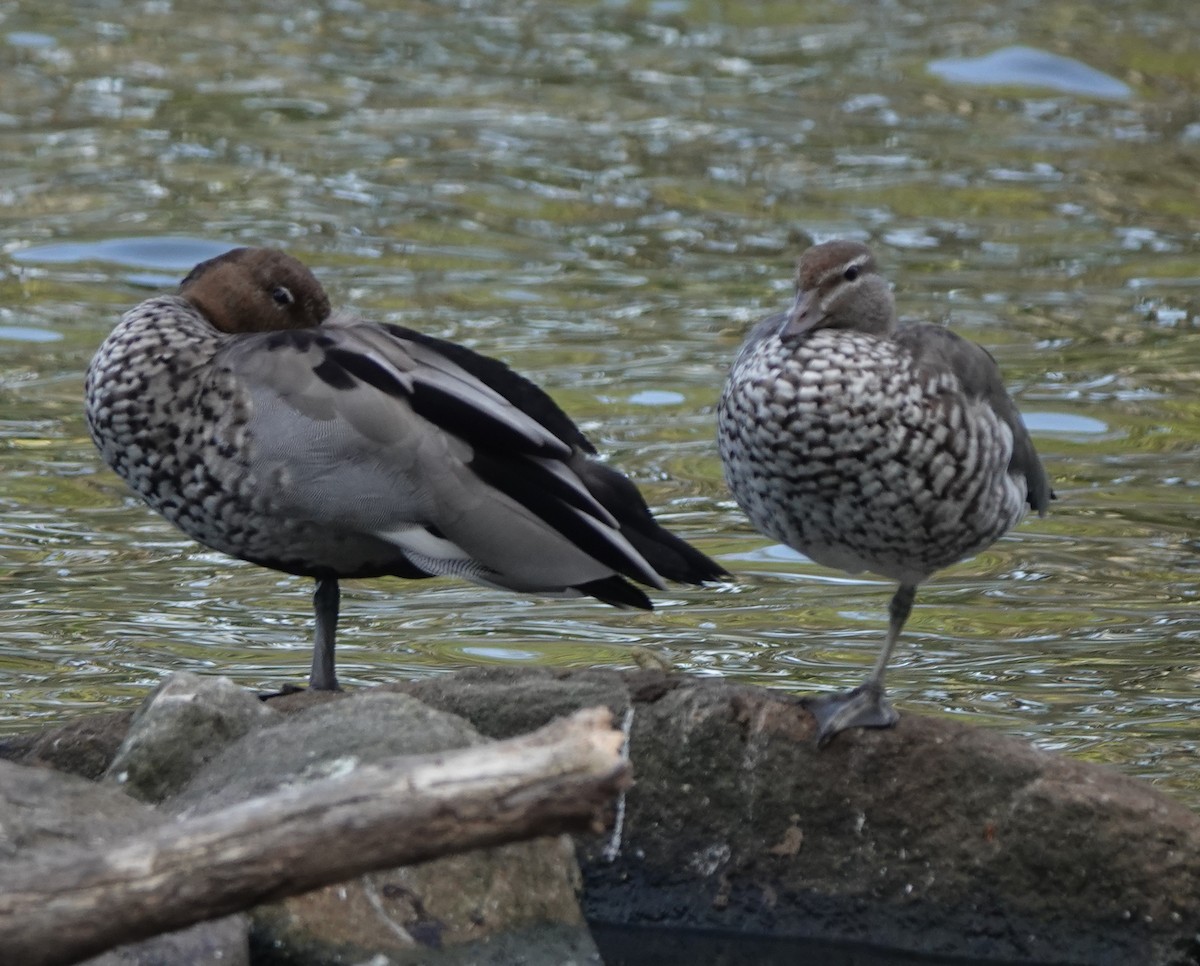 Maned Duck - ML631744859