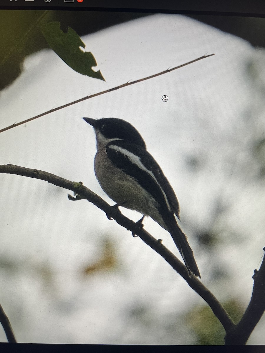 Bar-winged Flycatcher-shrike - ML631744869