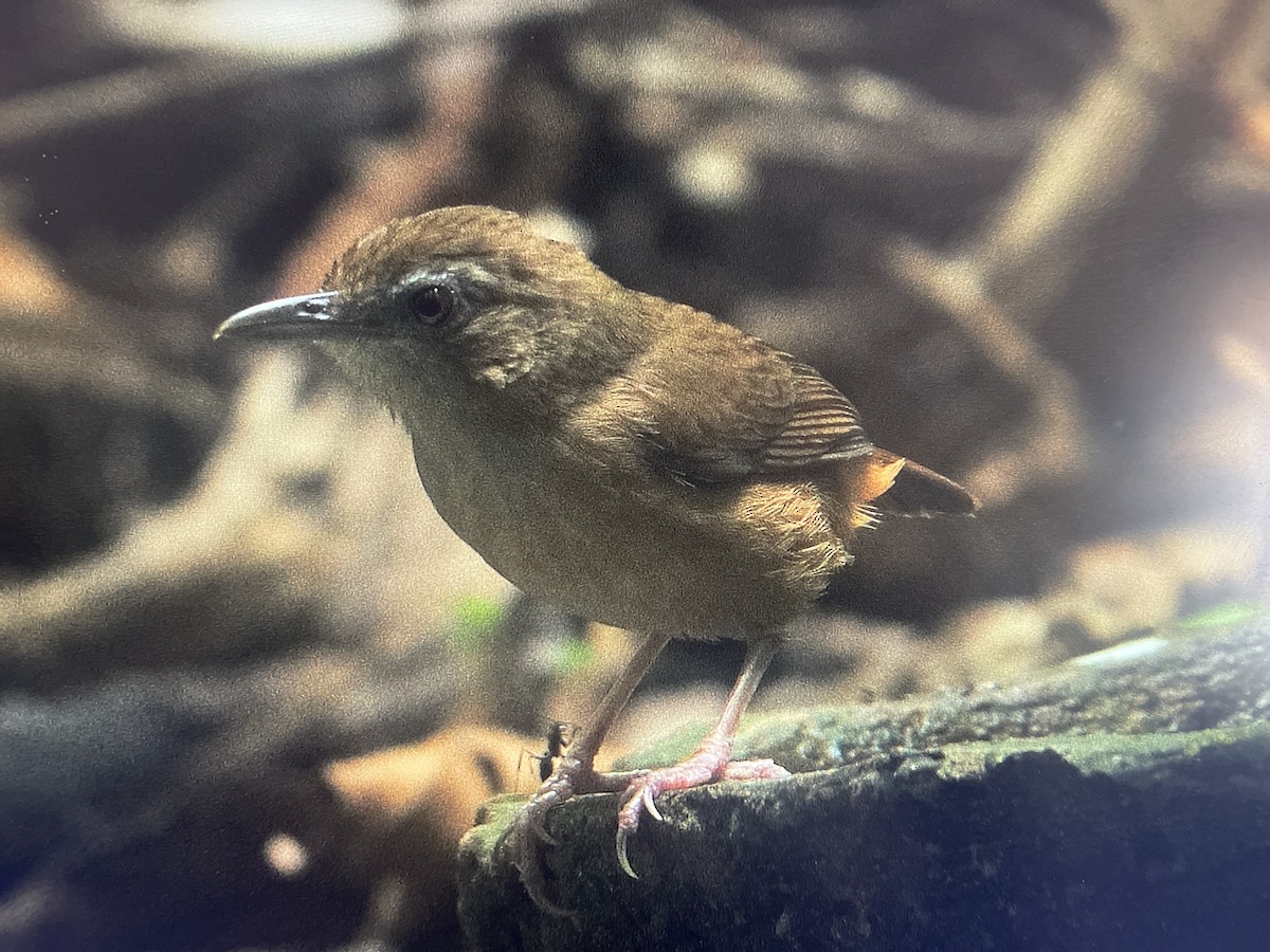 Abbott's Babbler - ML631744906