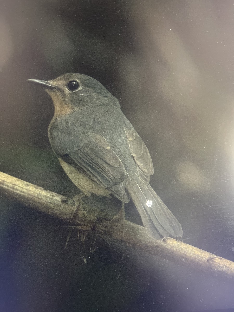 Indochinese Blue Flycatcher - ML631744916