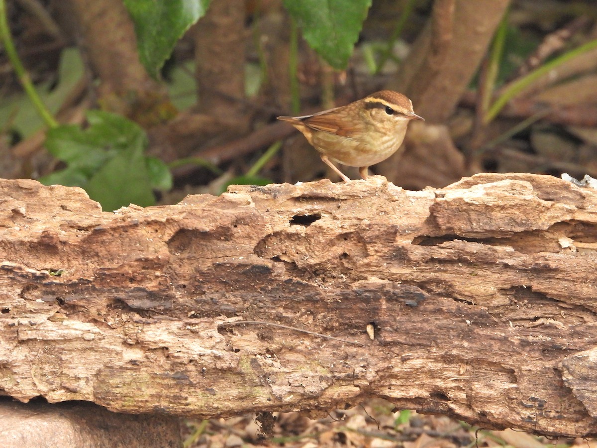 Bouscarle de Swinhoe - ML631744930