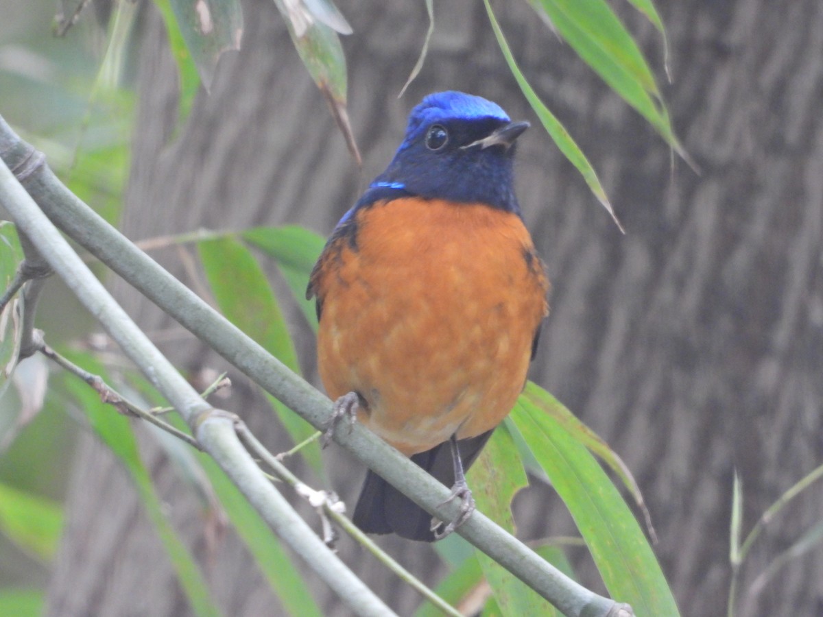 Gobemouche de David - ML631744935