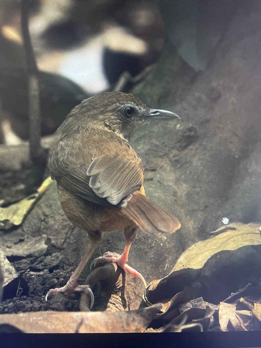 Abbott's Babbler - ML631744936