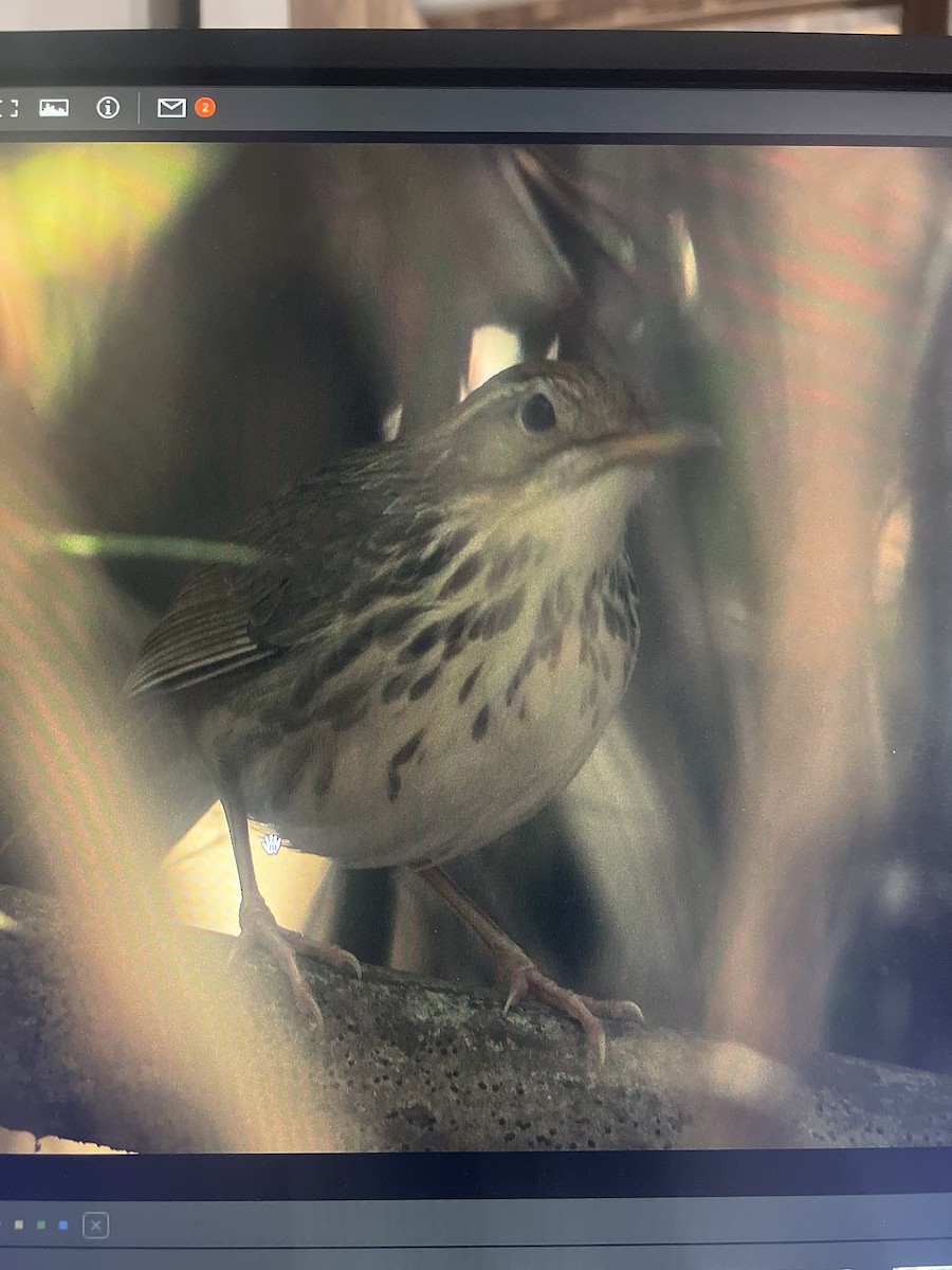 Puff-throated Babbler - ML631744955