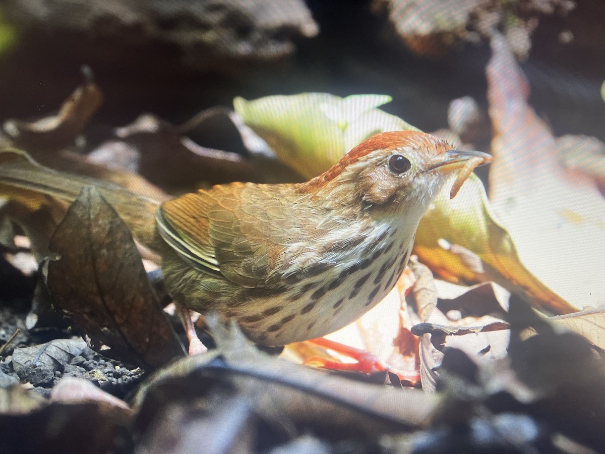 Puff-throated Babbler - ML631744984