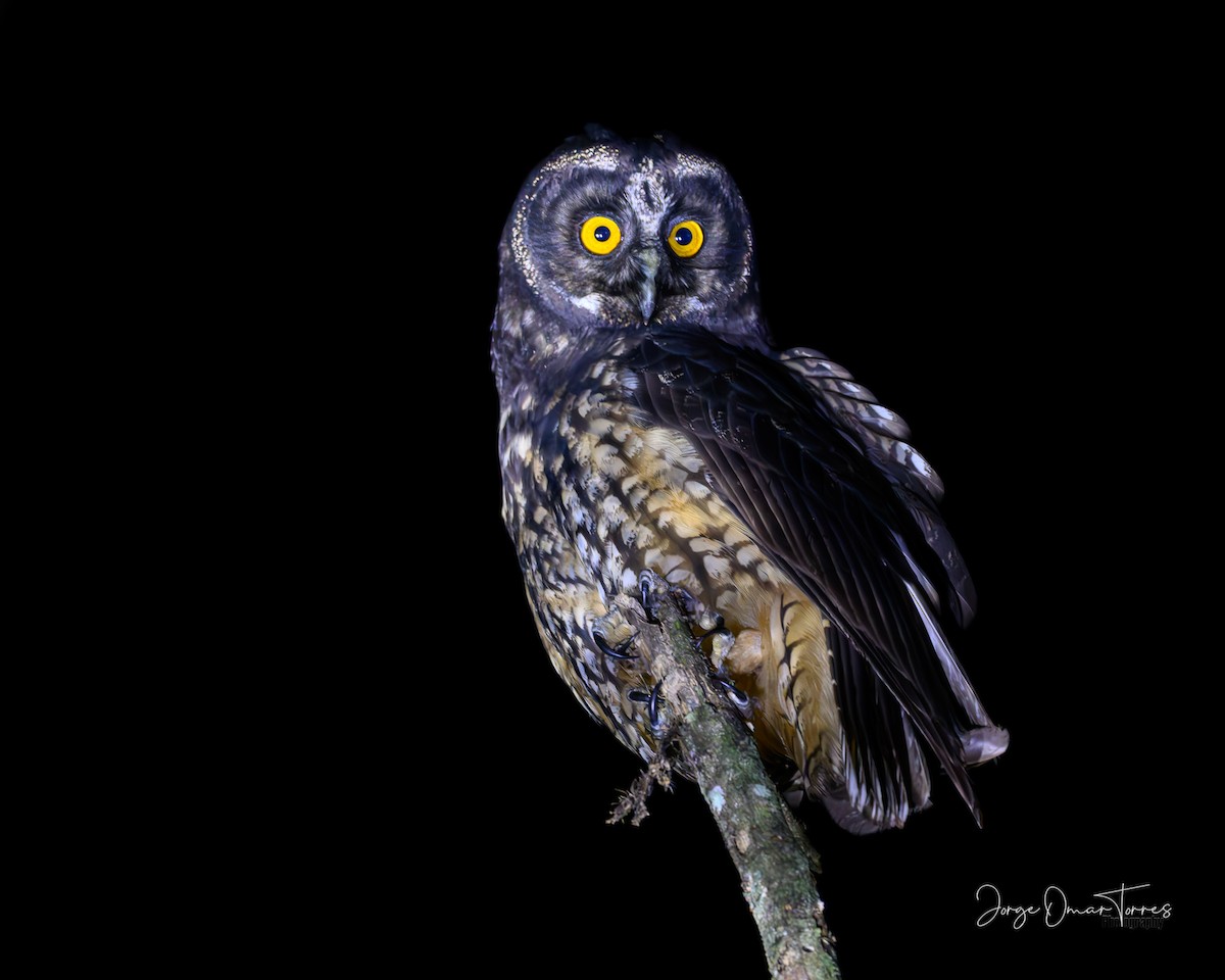 kalous americký - ML631745007