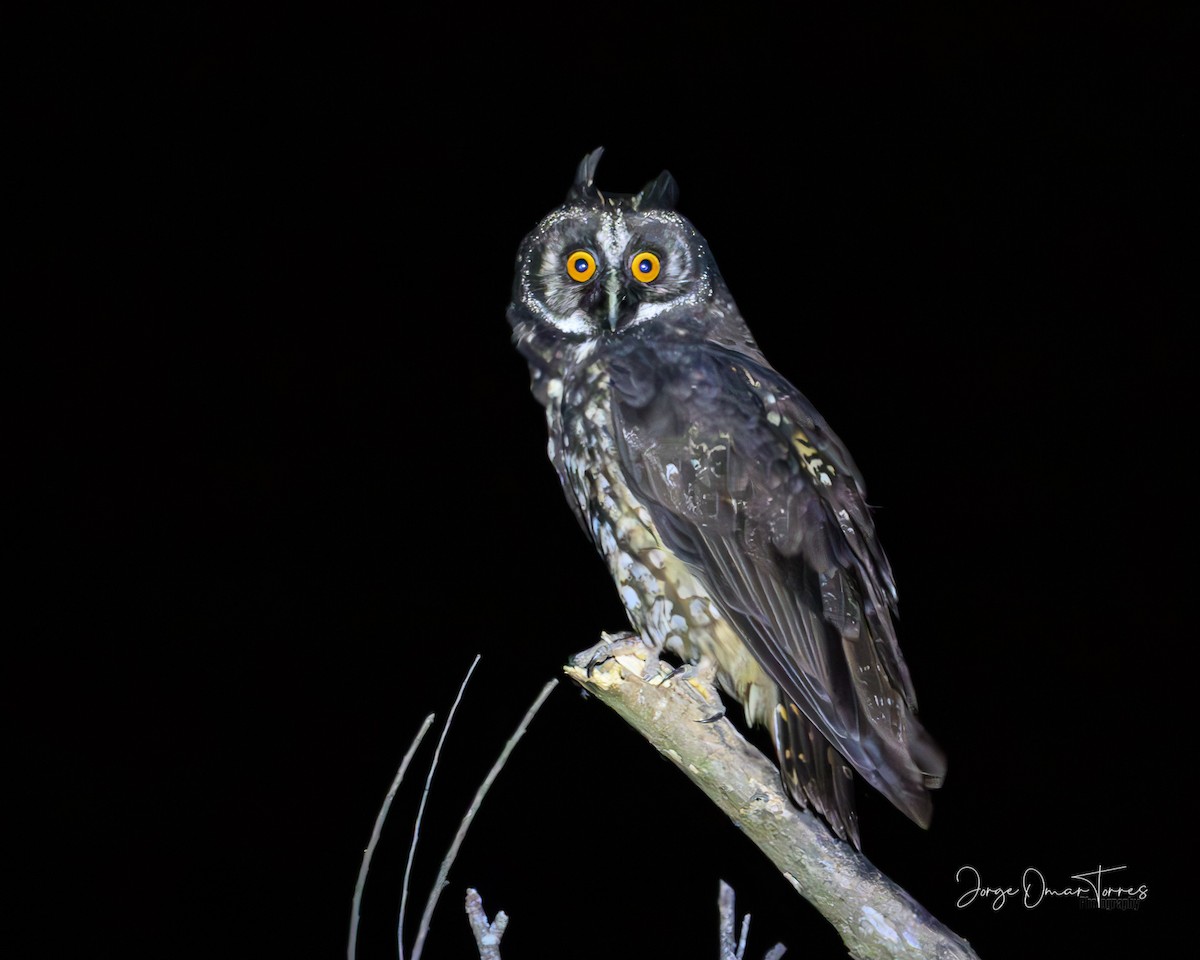 kalous americký - ML631745008