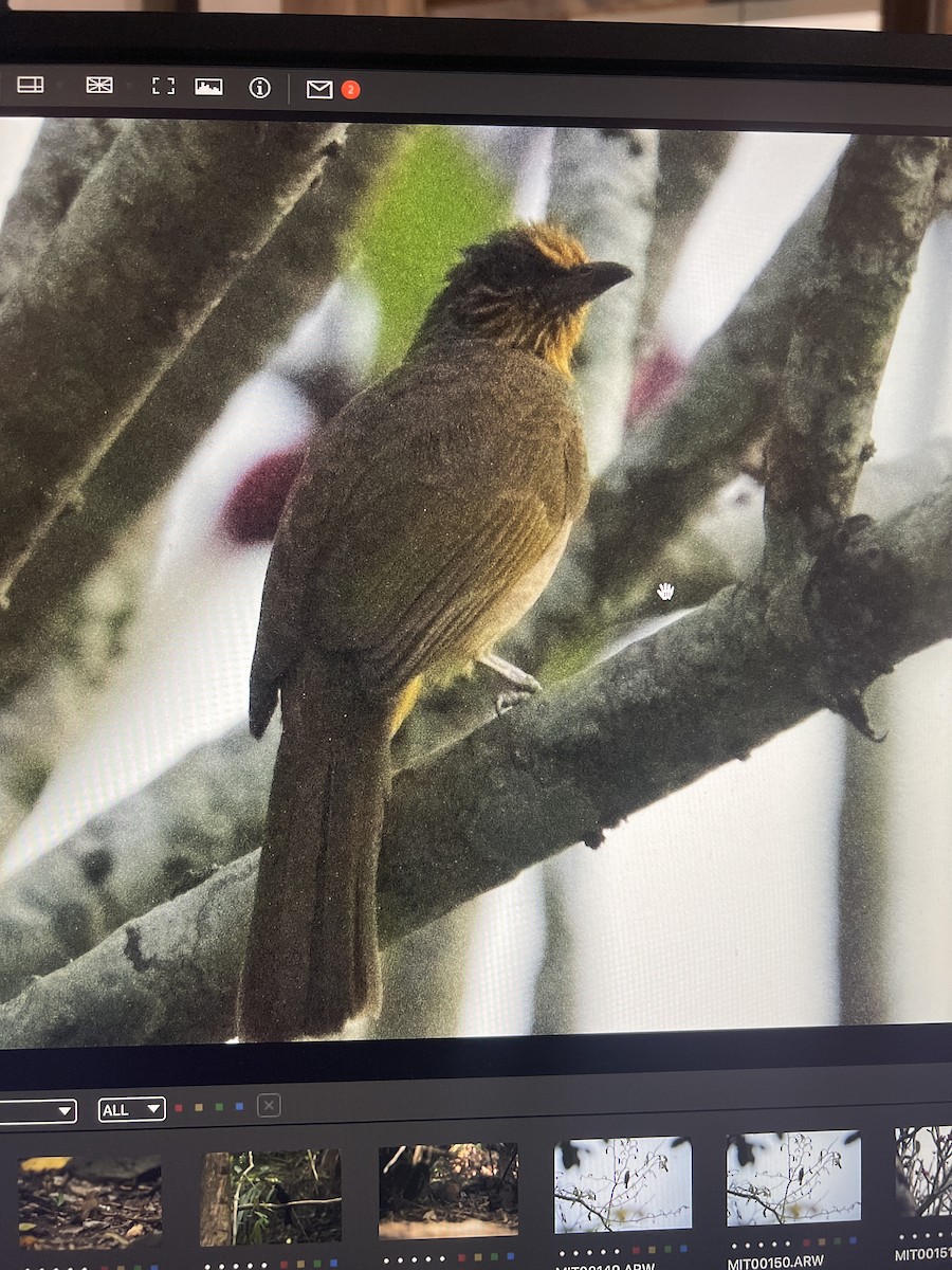 Stripe-throated Bulbul - ML631745050
