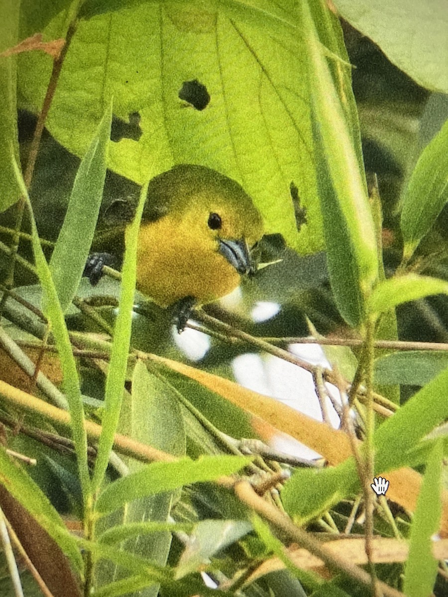 Great Iora - ML631745070