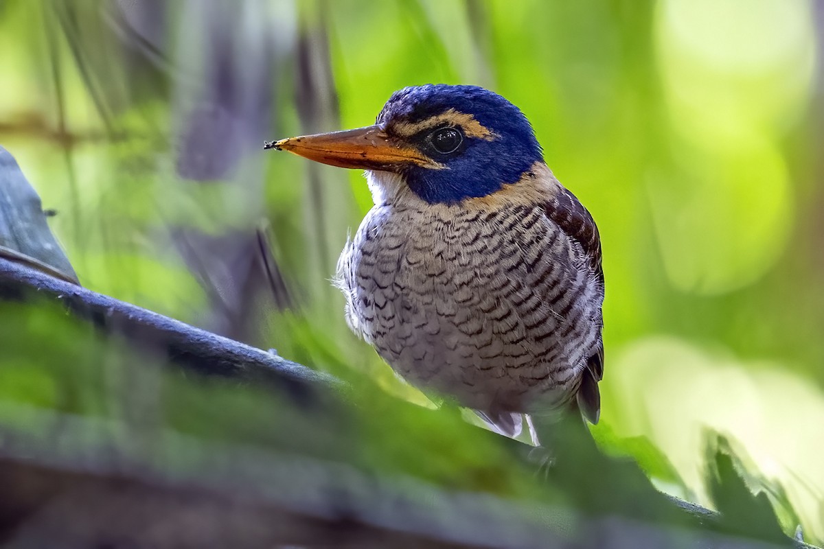 Scaly-breasted Kingfisher (Scaly-breasted) - ML631745127