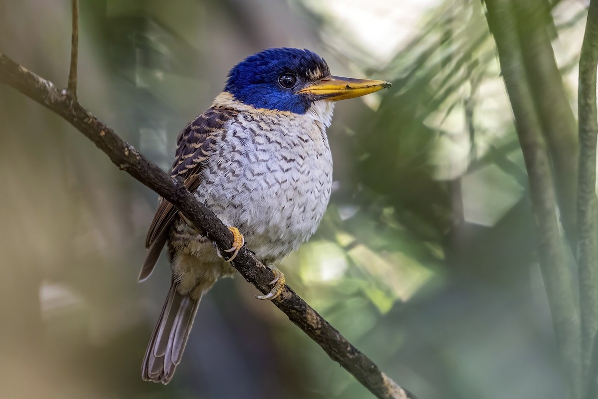 Scaly-breasted Kingfisher (Scaly-breasted) - ML631745128