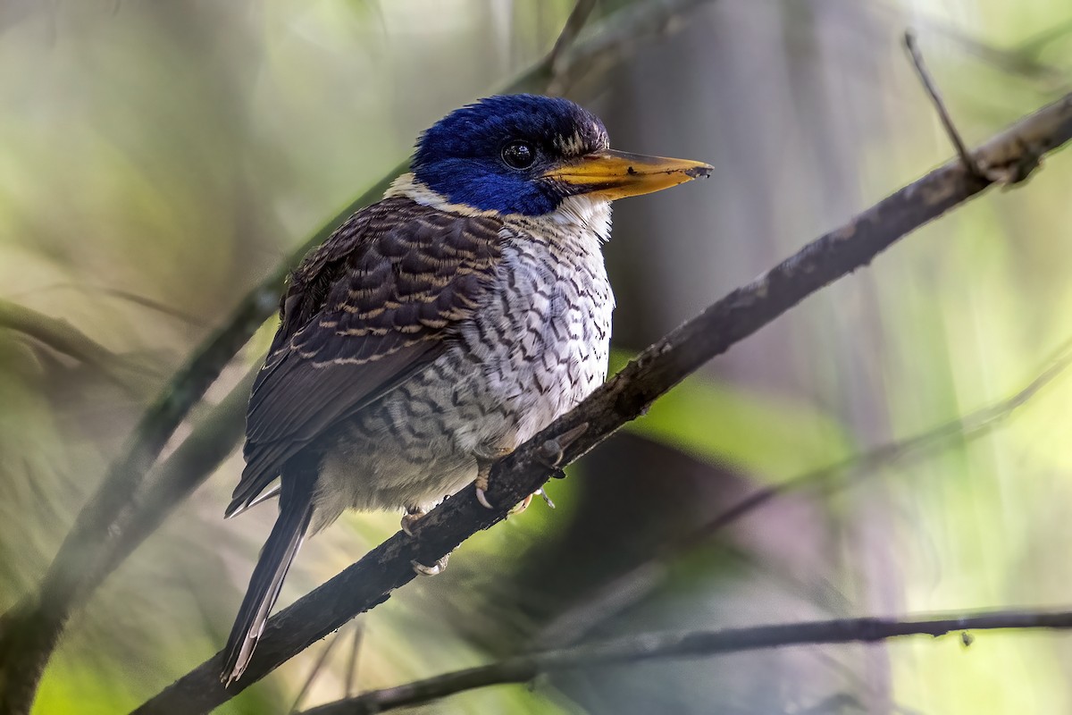 Scaly-breasted Kingfisher (Scaly-breasted) - ML631745129