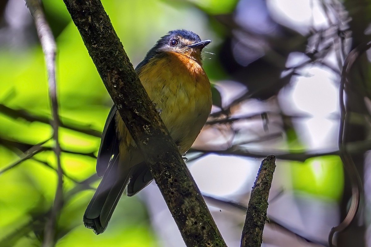 Sulawesiblauschnäpper - ML631745144