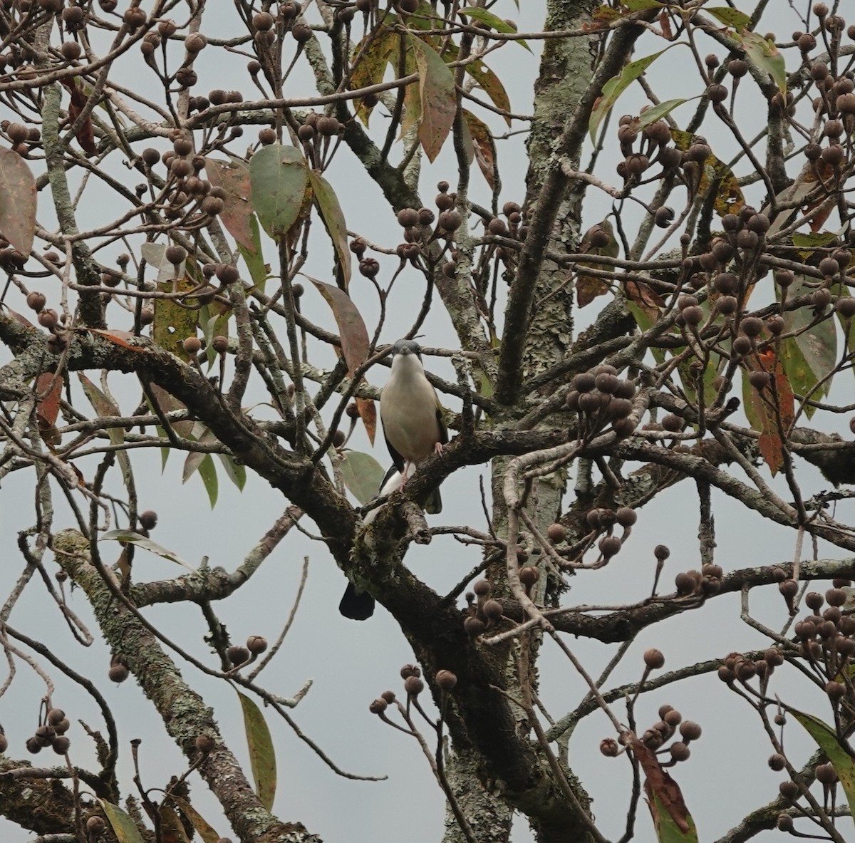 White-browed Shrike-Babbler - ML631745154