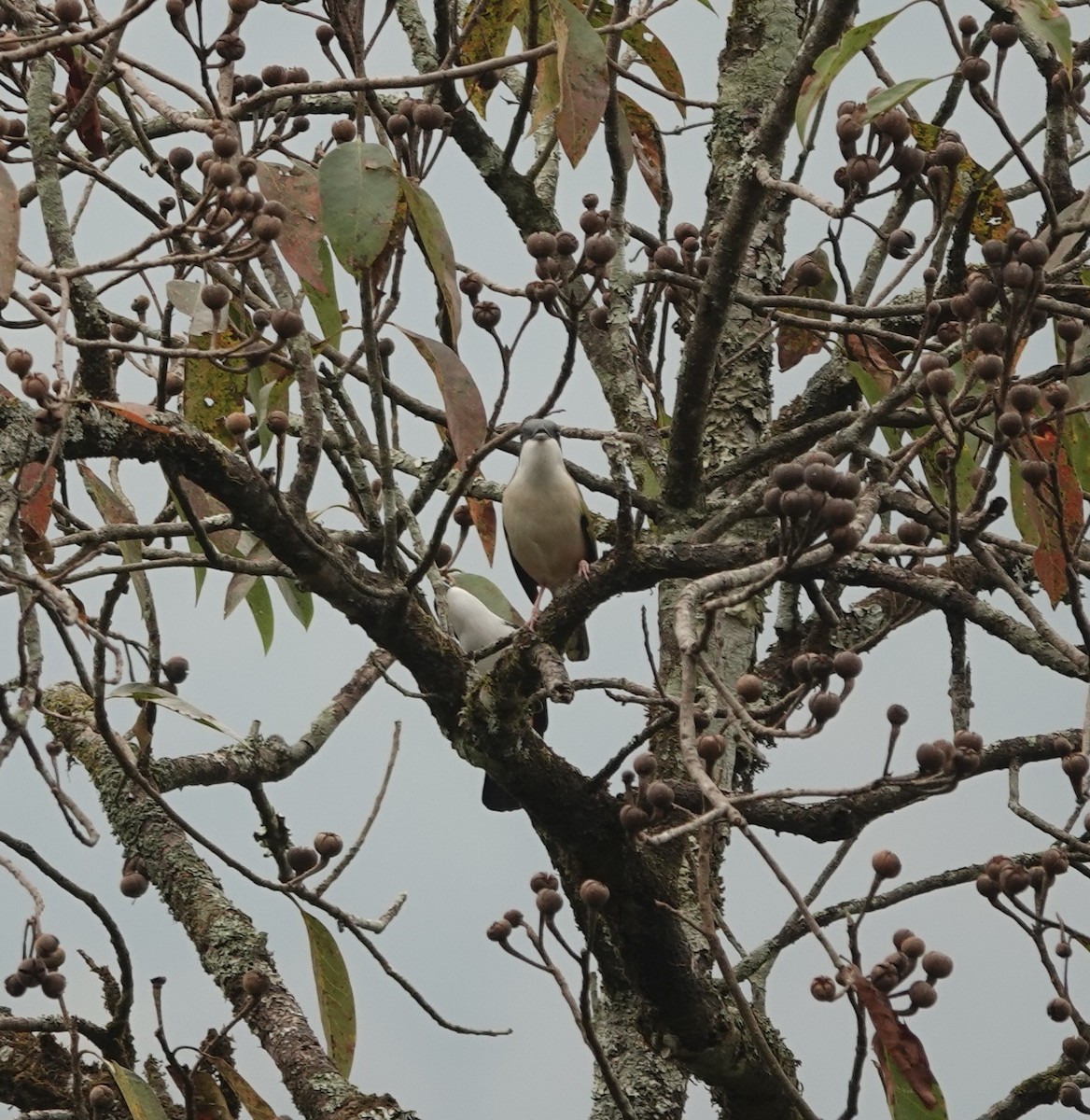 White-browed Shrike-Babbler - ML631745155