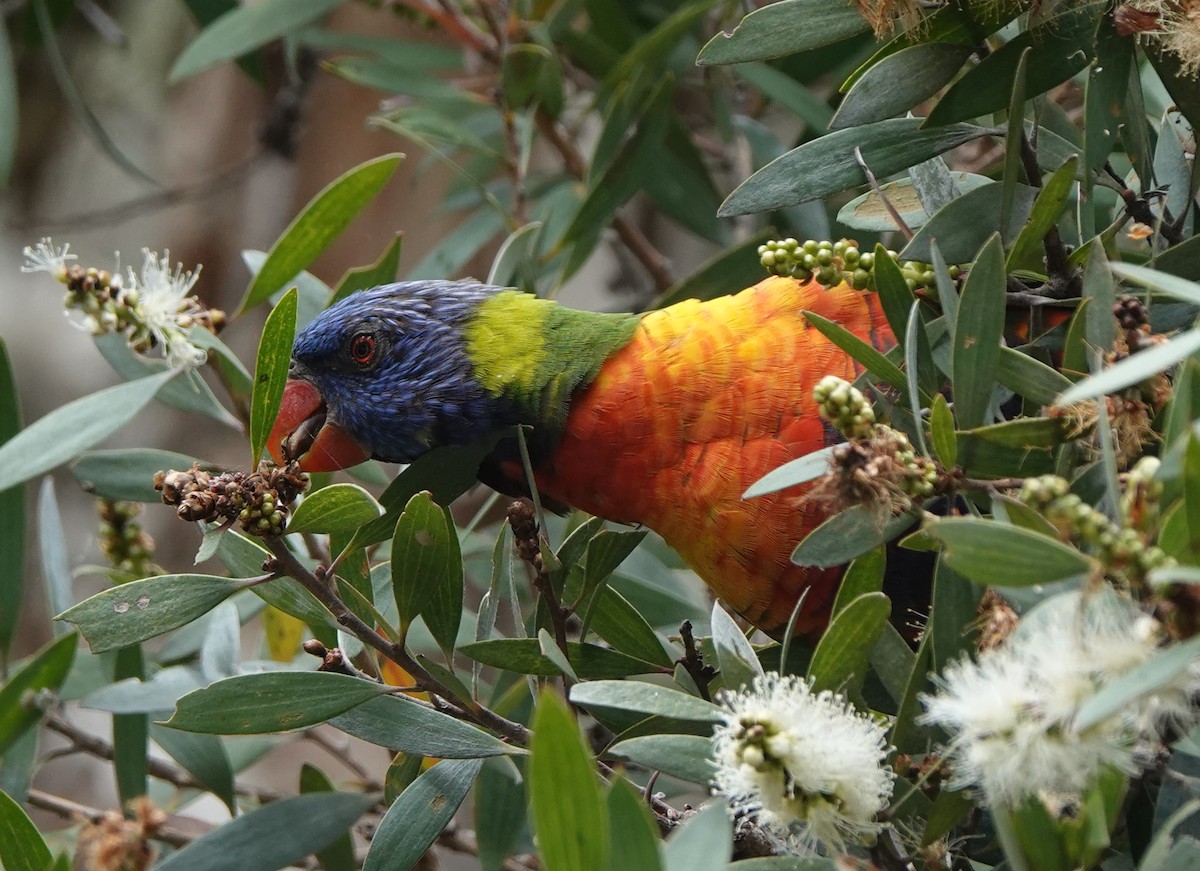 Rainbow Lorikeet - ML631745195