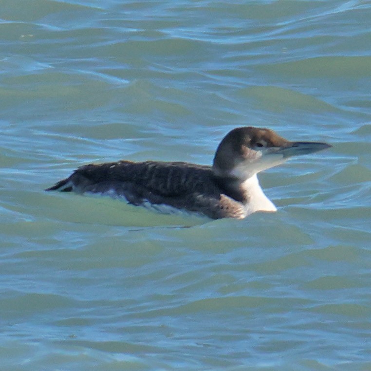 Common Loon - ML631745248