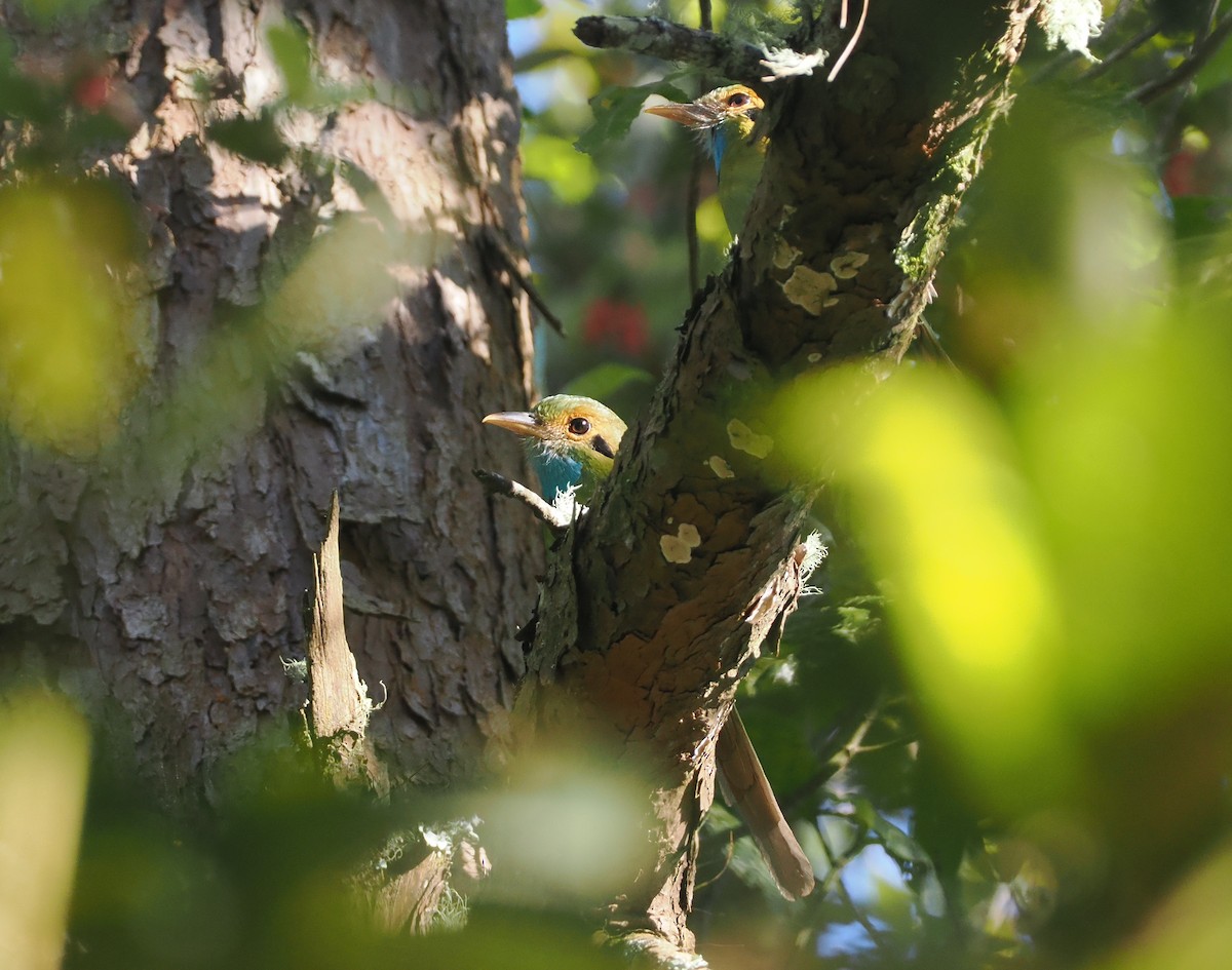 Blue-throated Motmot - ML631745266