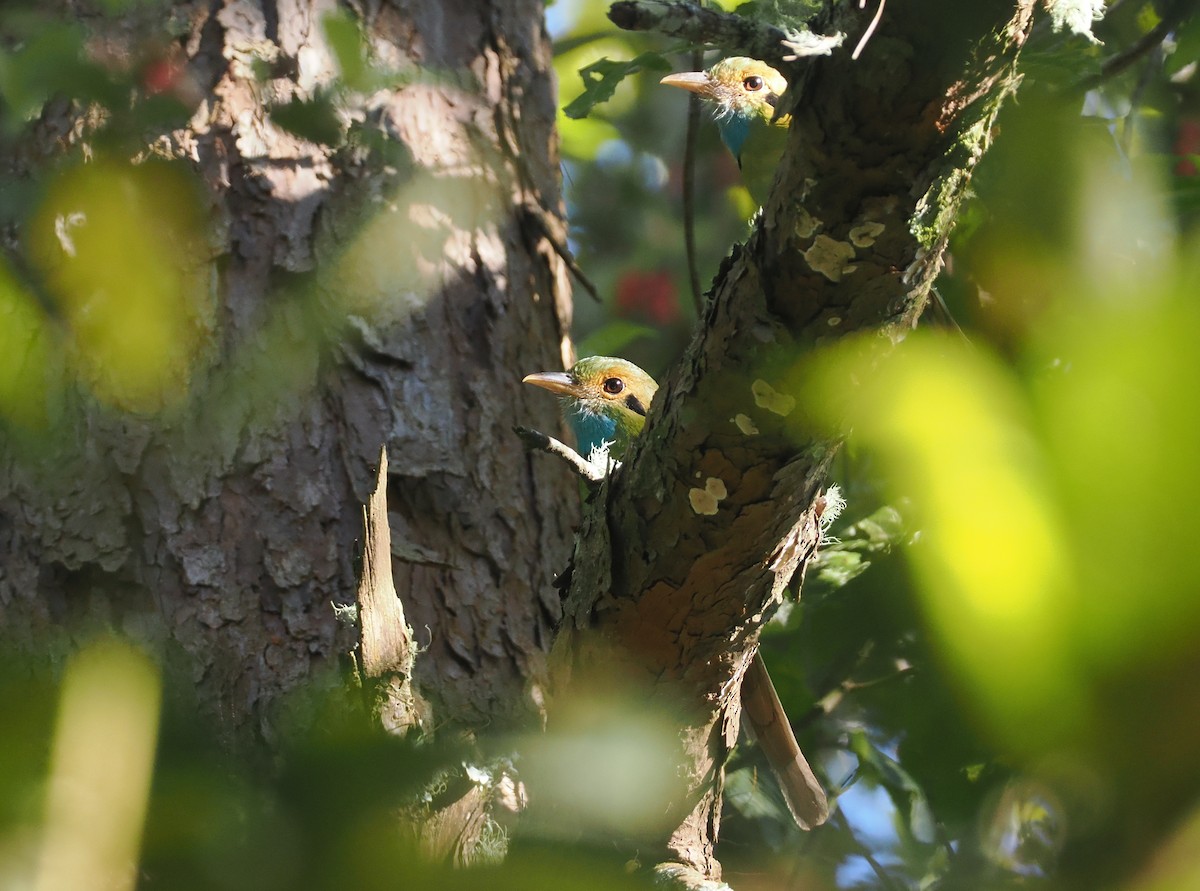 Blue-throated Motmot - ML631745270