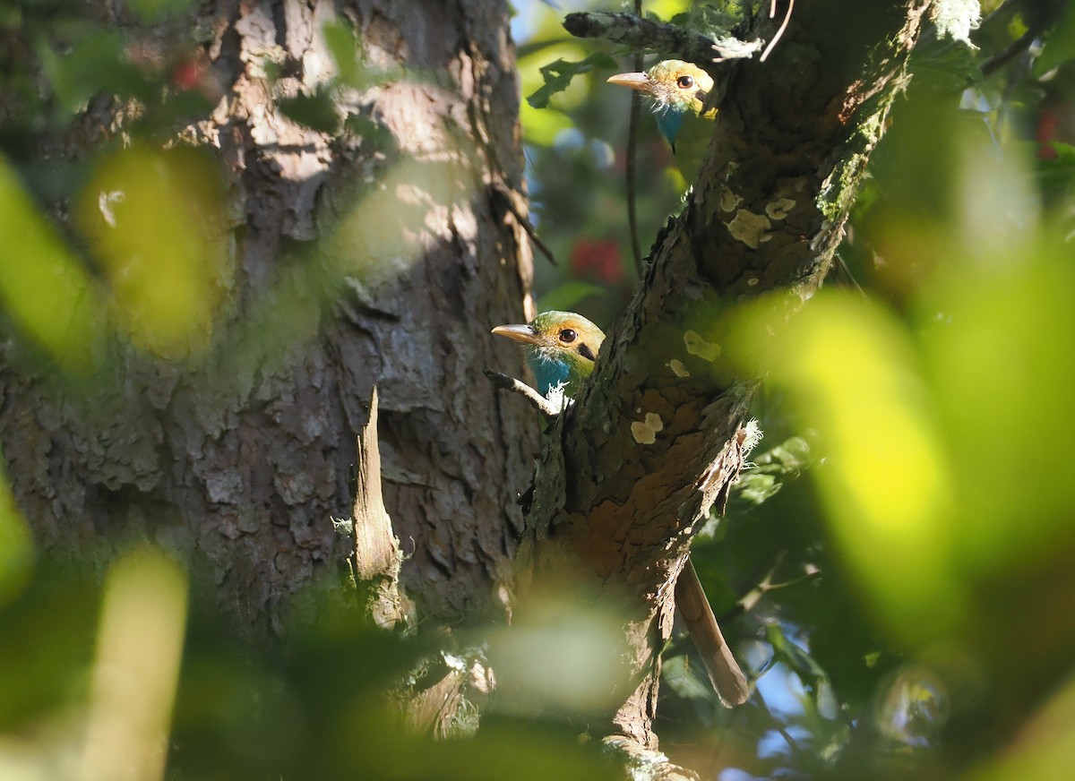 Blue-throated Motmot - ML631745278