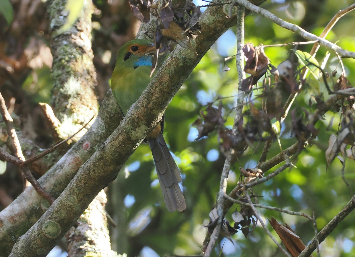 Blue-throated Motmot - ML631745287