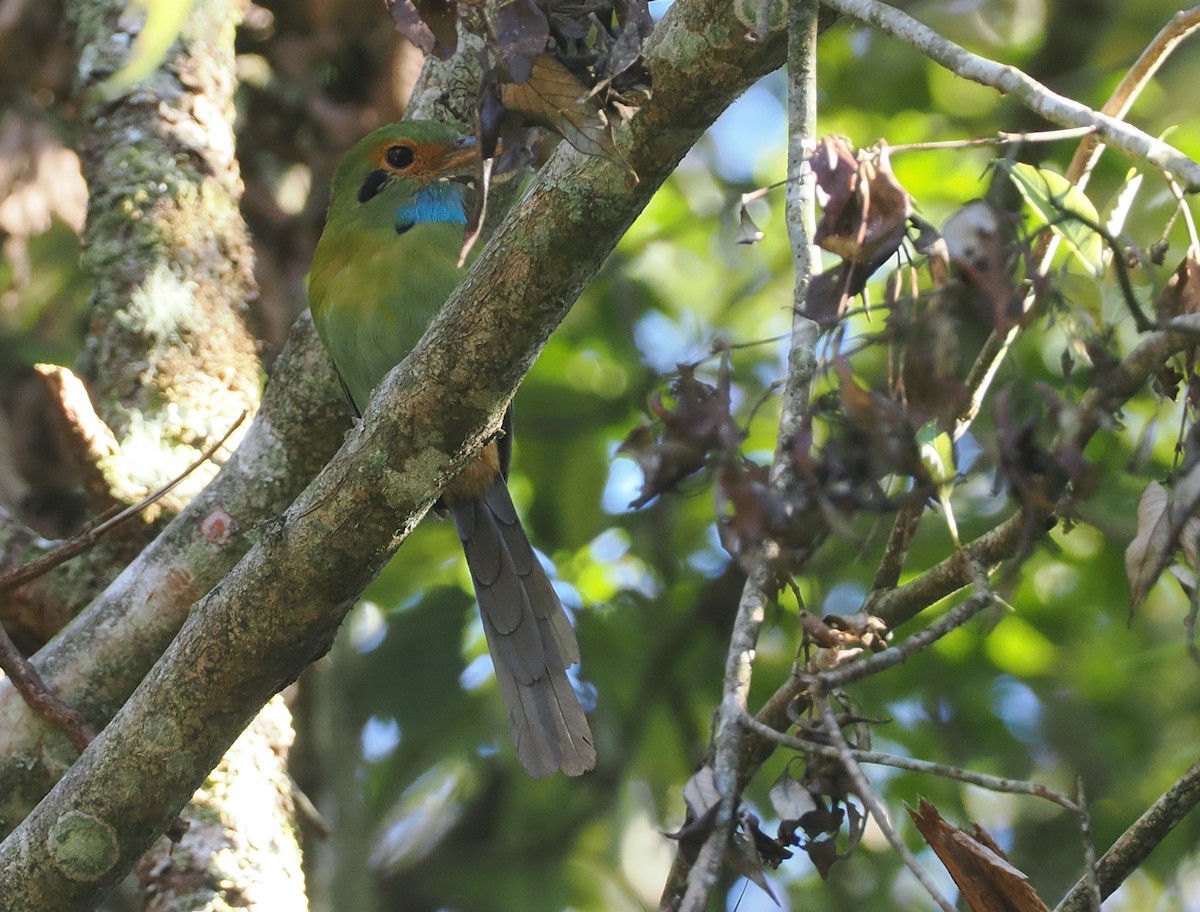 Blue-throated Motmot - ML631745349