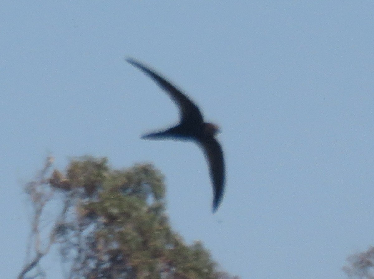 ミナミクロアマツバメ（barbatus グループ） - ML631745350