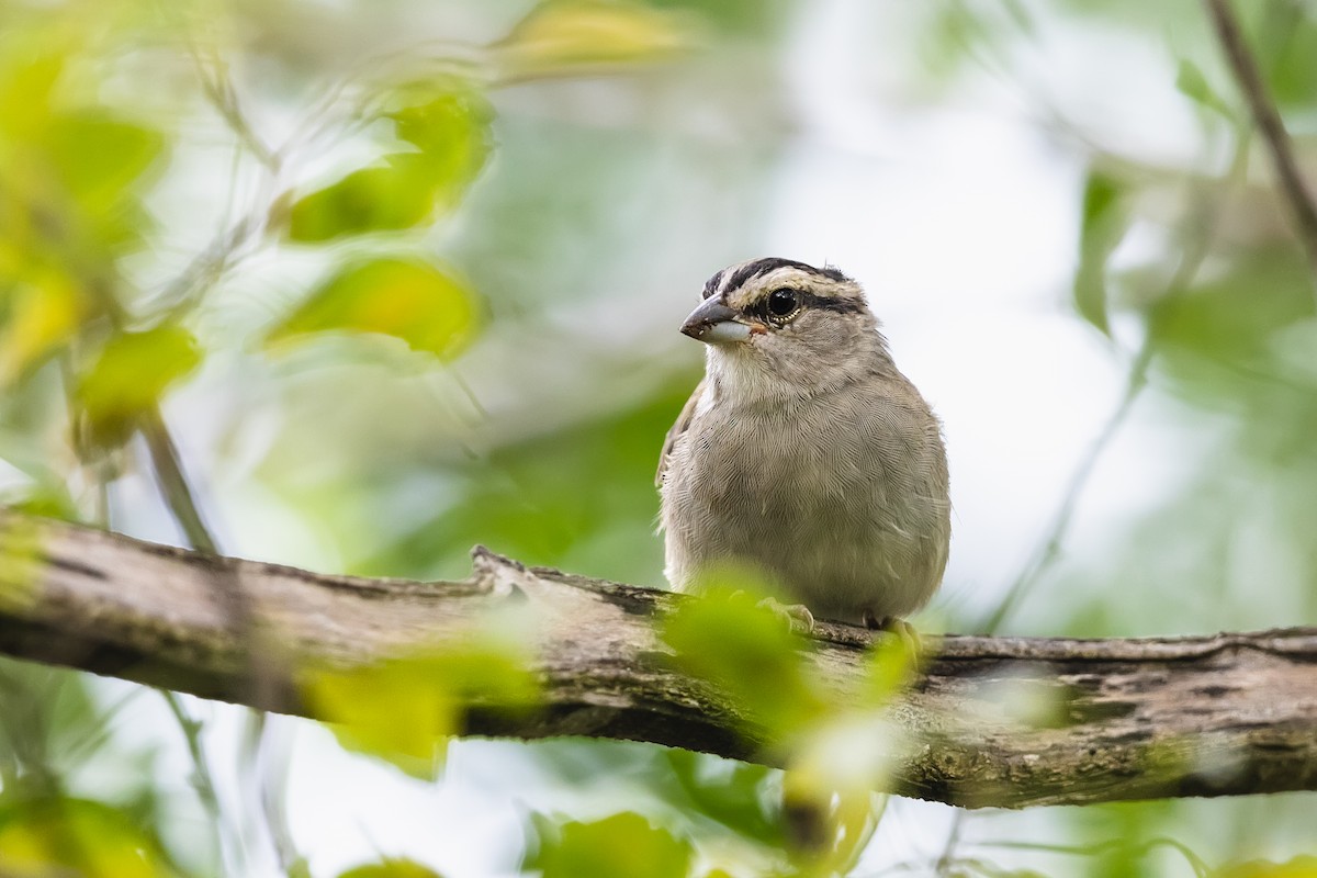 Tocuyo Sparrow - ML631745359