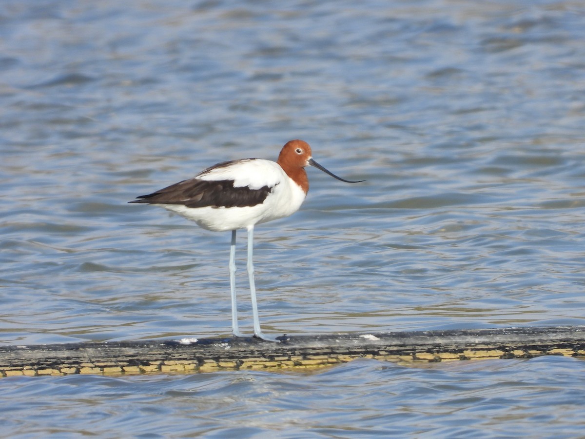 Red-necked Avocet - ML631745550