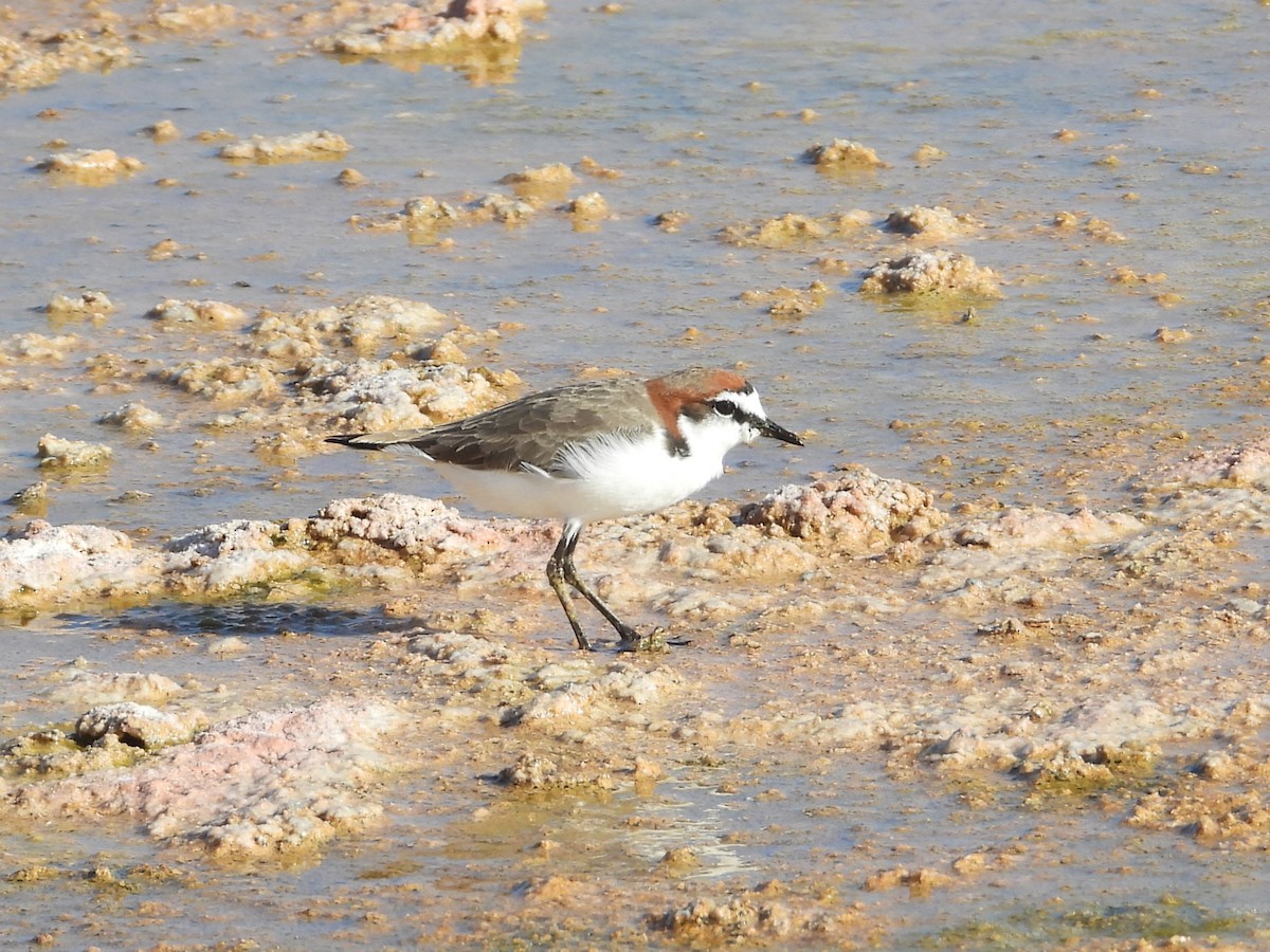 Red-capped Plover - ML631745560