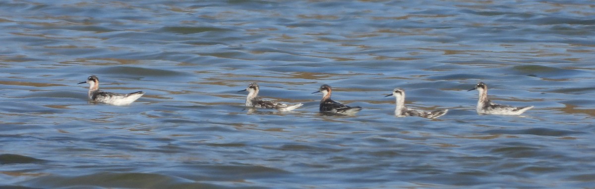 Red-necked Phalarope - ML631745566