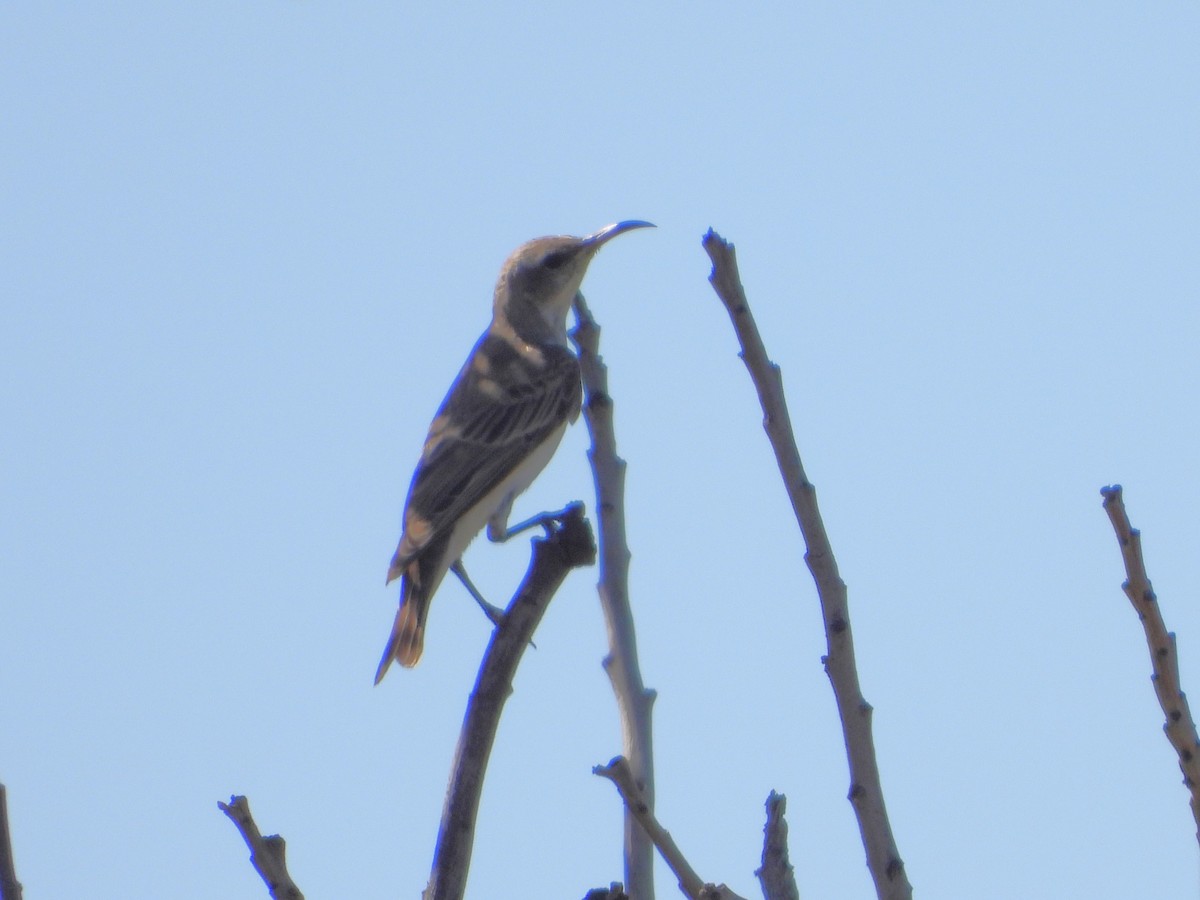 Black Honeyeater - ML631745599