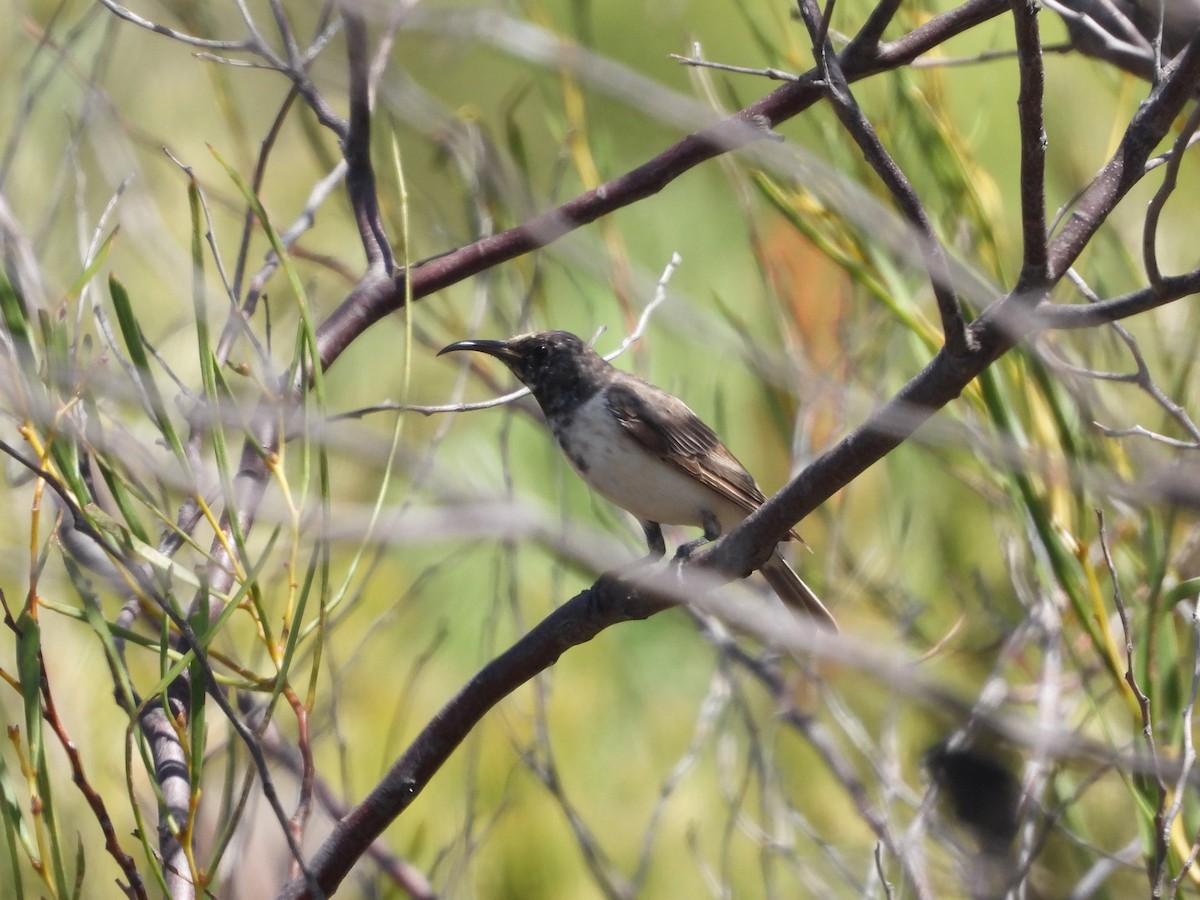Black Honeyeater - ML631745600