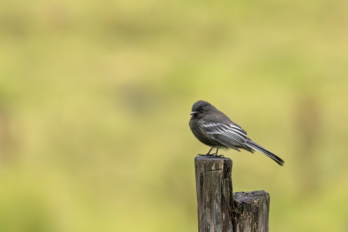 Black Phoebe - ML631745646