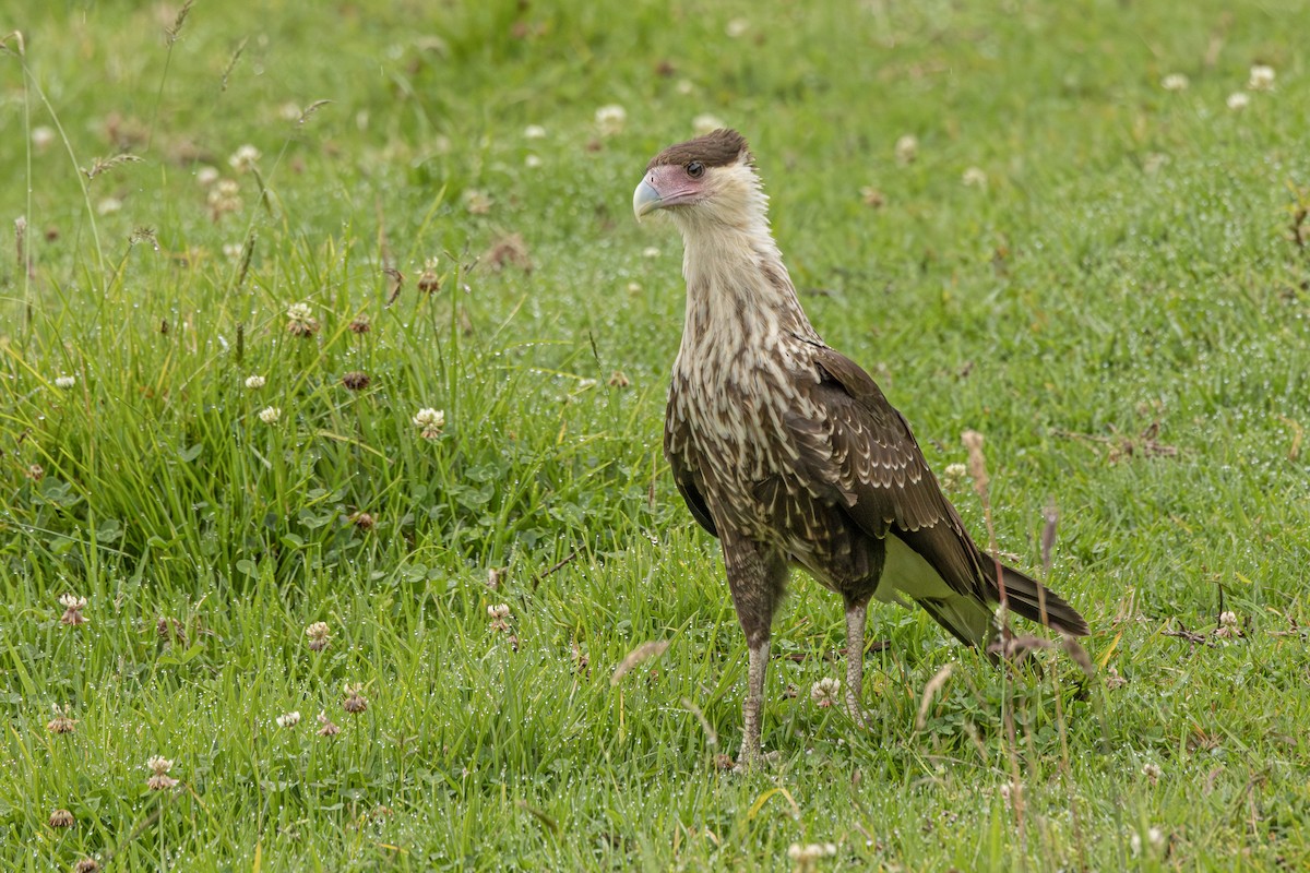 Crested Caracara - ML631745654