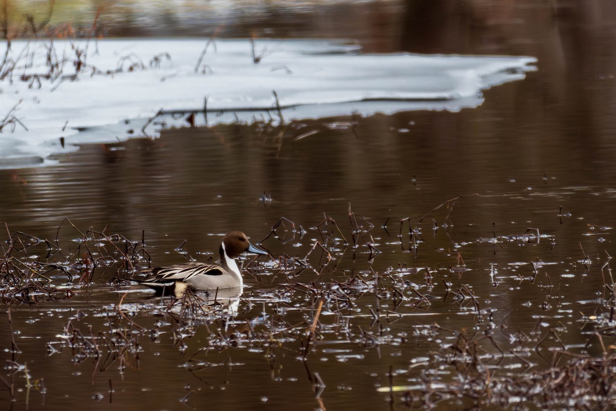 Northern Pintail - ML631745655