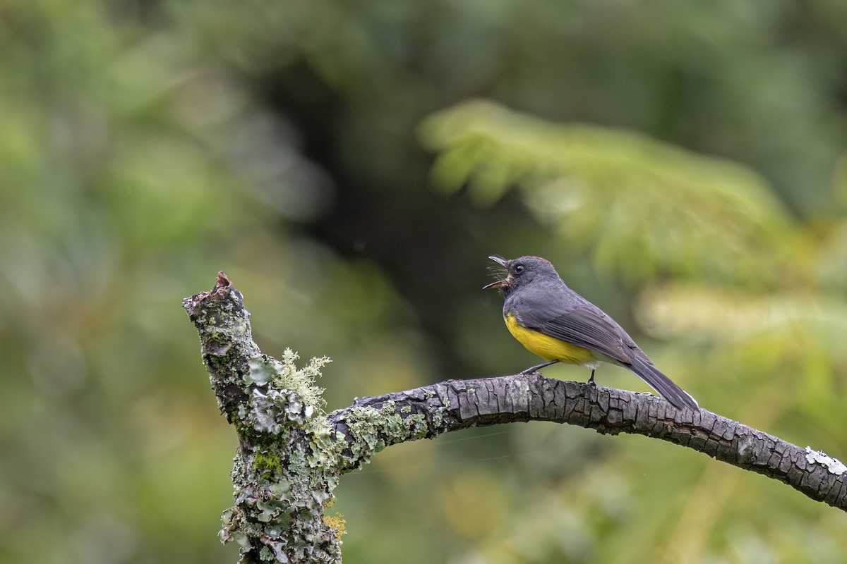 Slate-throated Redstart - ML631745678