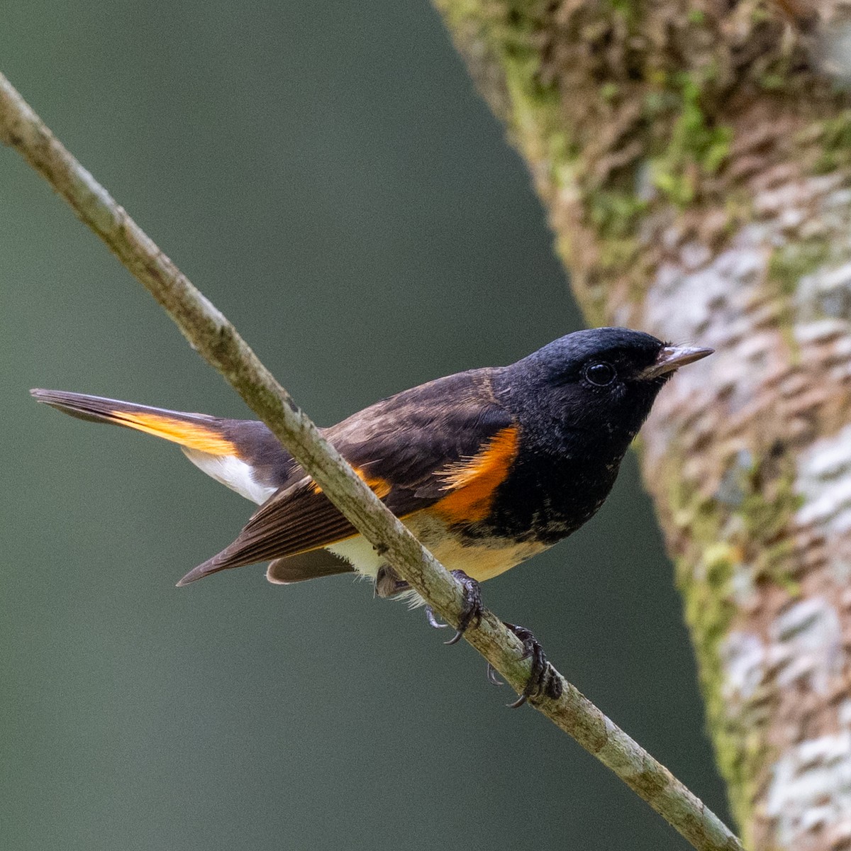 Горихвостковая древесница - ML631745767