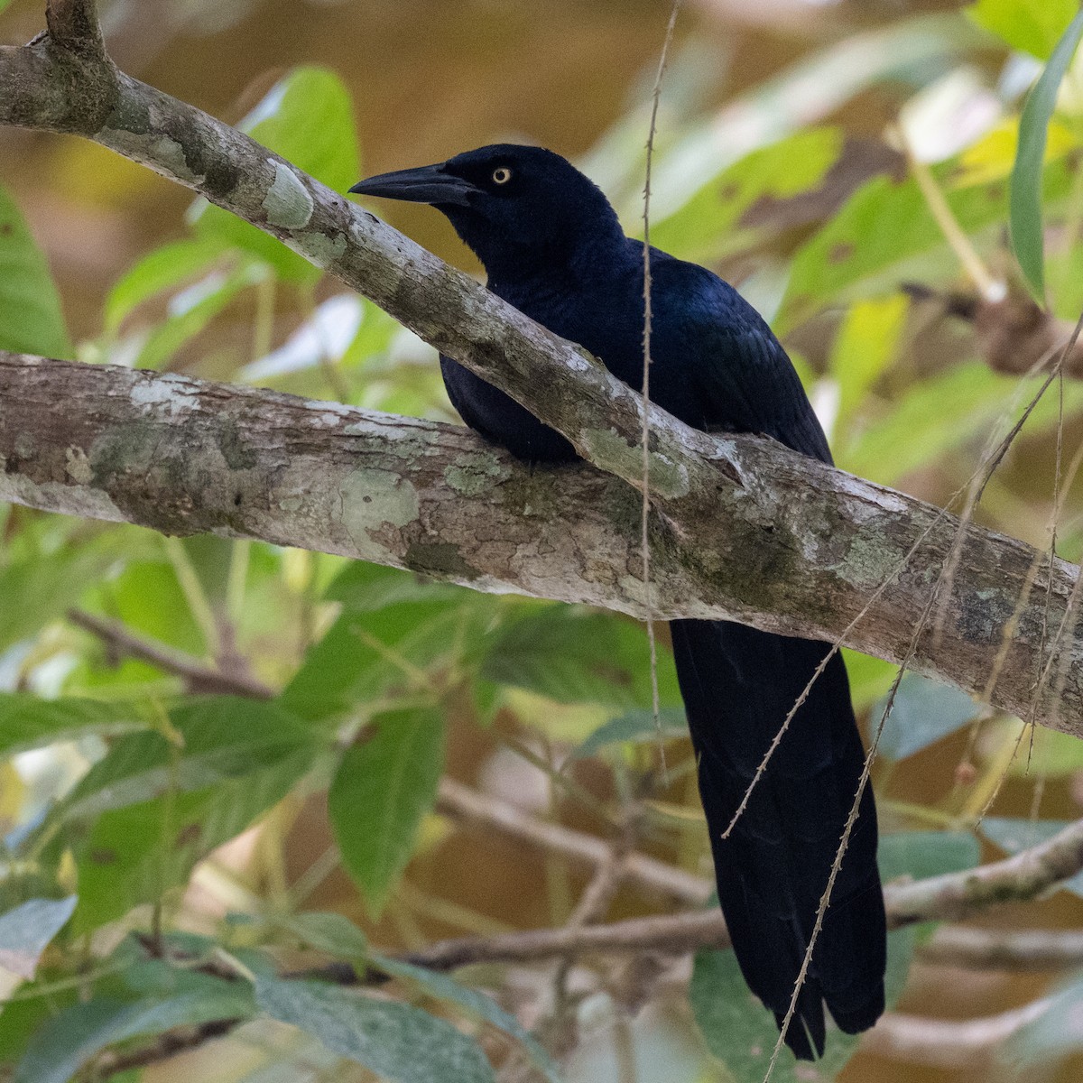 Большехвостый гракл - ML631745770