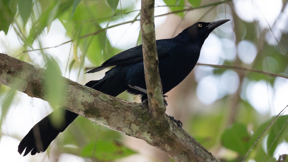 Большехвостый гракл - ML631745771