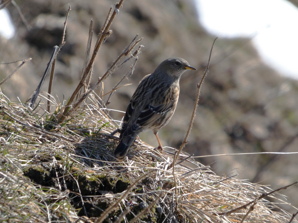 Тагийн хайруулдай - ML631745797