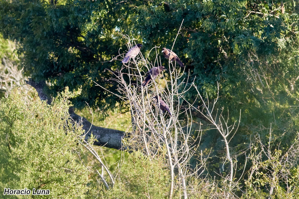 Purplish Jay - ML631745833