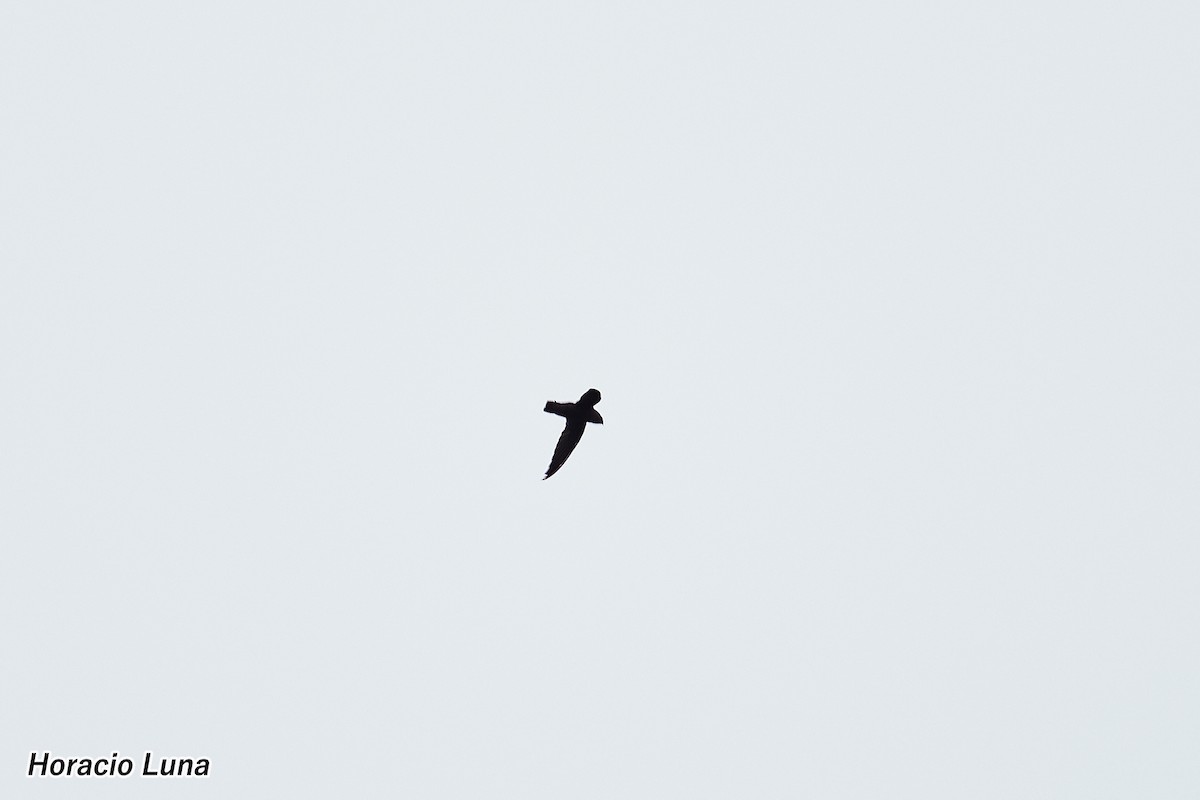 Sick's Swift - ML631745959