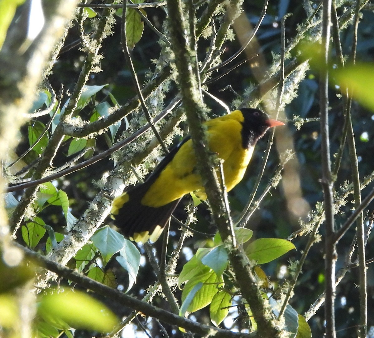 Black-tailed Oriole - ML631746046