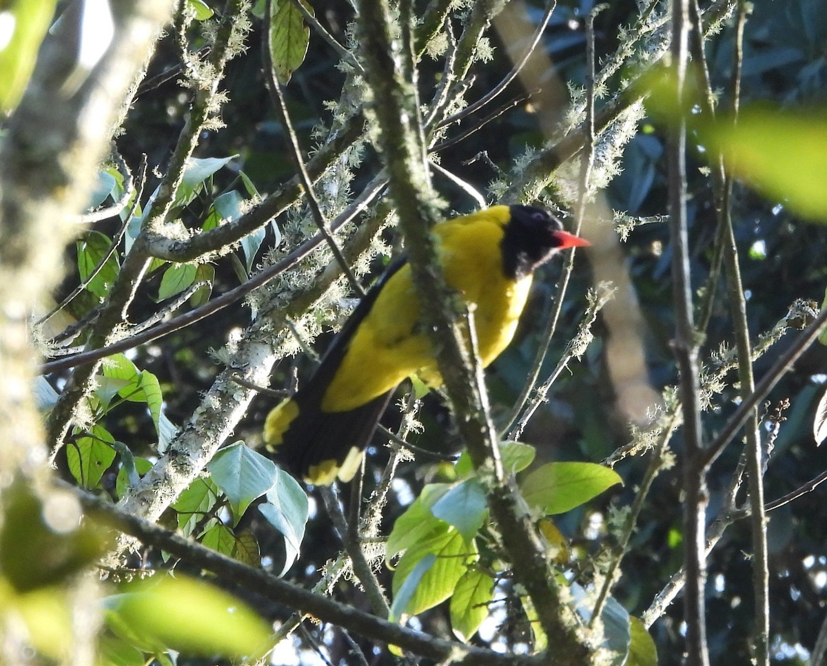 Black-tailed Oriole - ML631746047