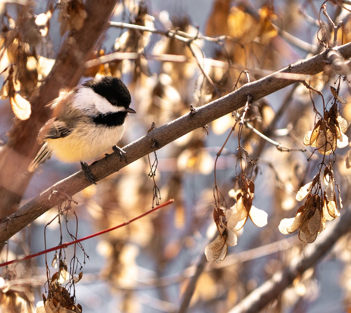 Black-capped Chickadee - ML631746378