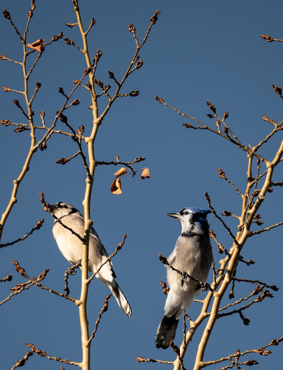 Blue Jay - ML631746387