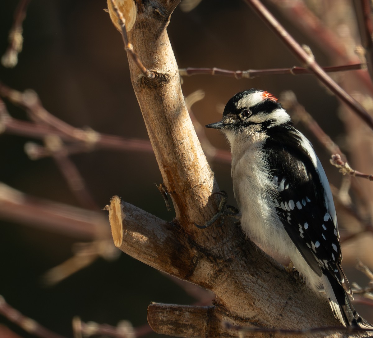 Downy Woodpecker - ML631746390