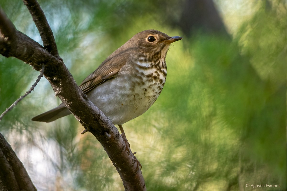 Swainson's Thrush - ML631746617